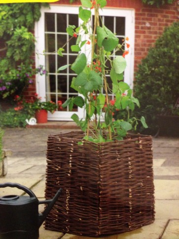 BEAN & PEA WILLOW PLANTER GARDEN VEGETABLE CLIMBINGPLANT GROW CA19